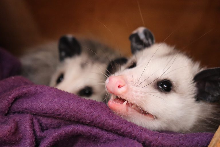 do opossums carry rabies