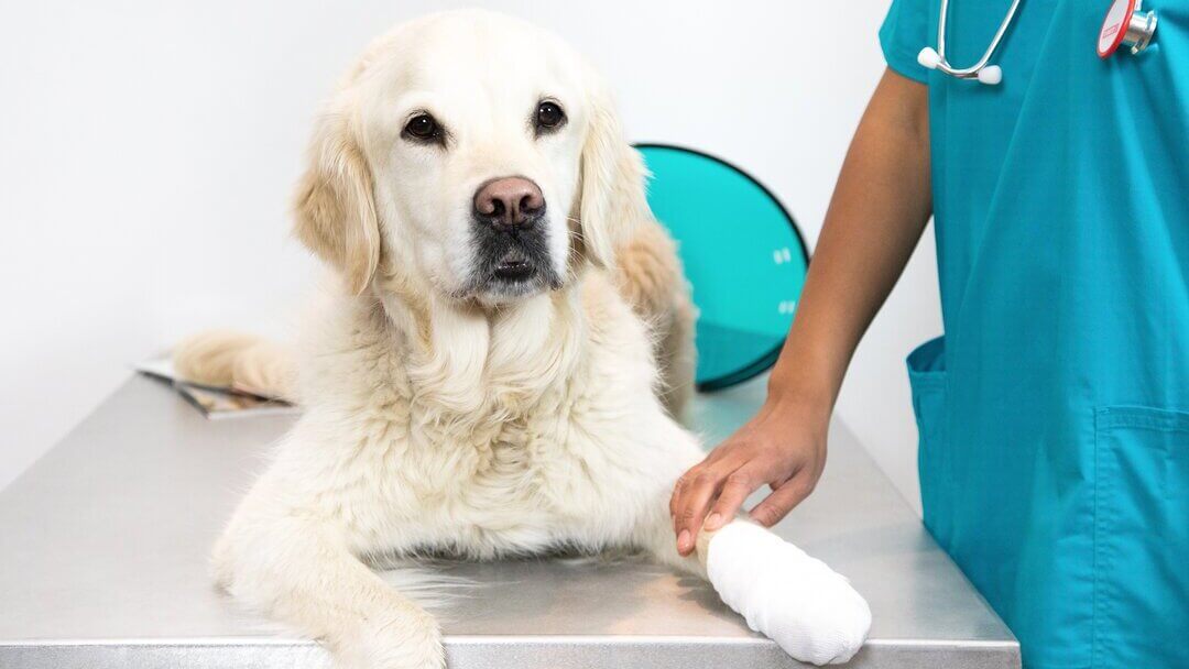 gastroenteritis in dogs