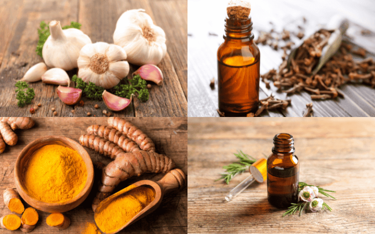 natural antibiotics