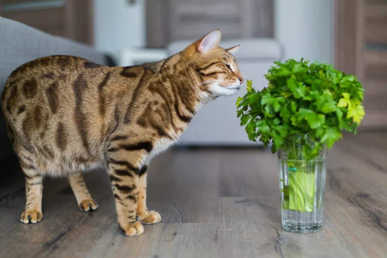 naturalantibiotics for cats