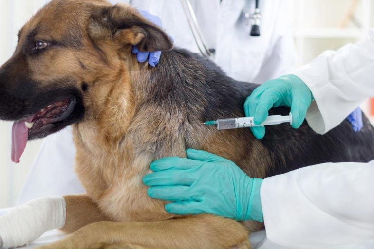 rabies vaccine for dogs.