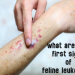 what are the first signs of feline leukemia