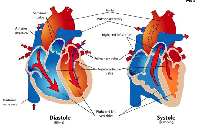 what is stroke volume