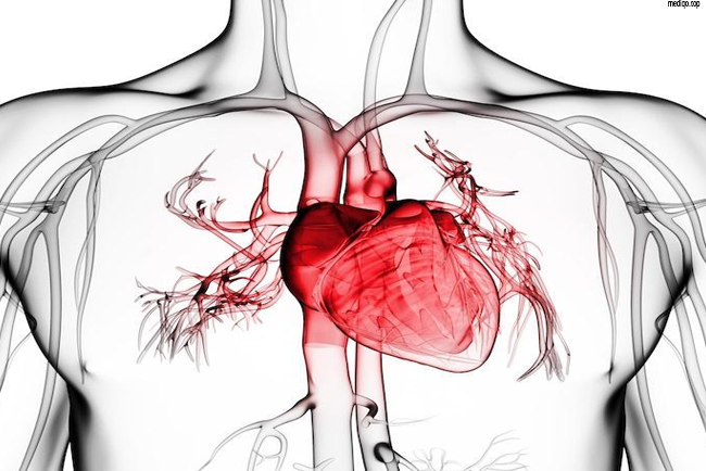 Can You Reverse Heart Disease? Simple Steps to Improve Heart Health