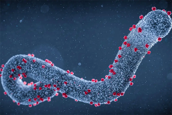 Marburg Virus Disease