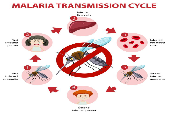 malaria fever cycle symptoms